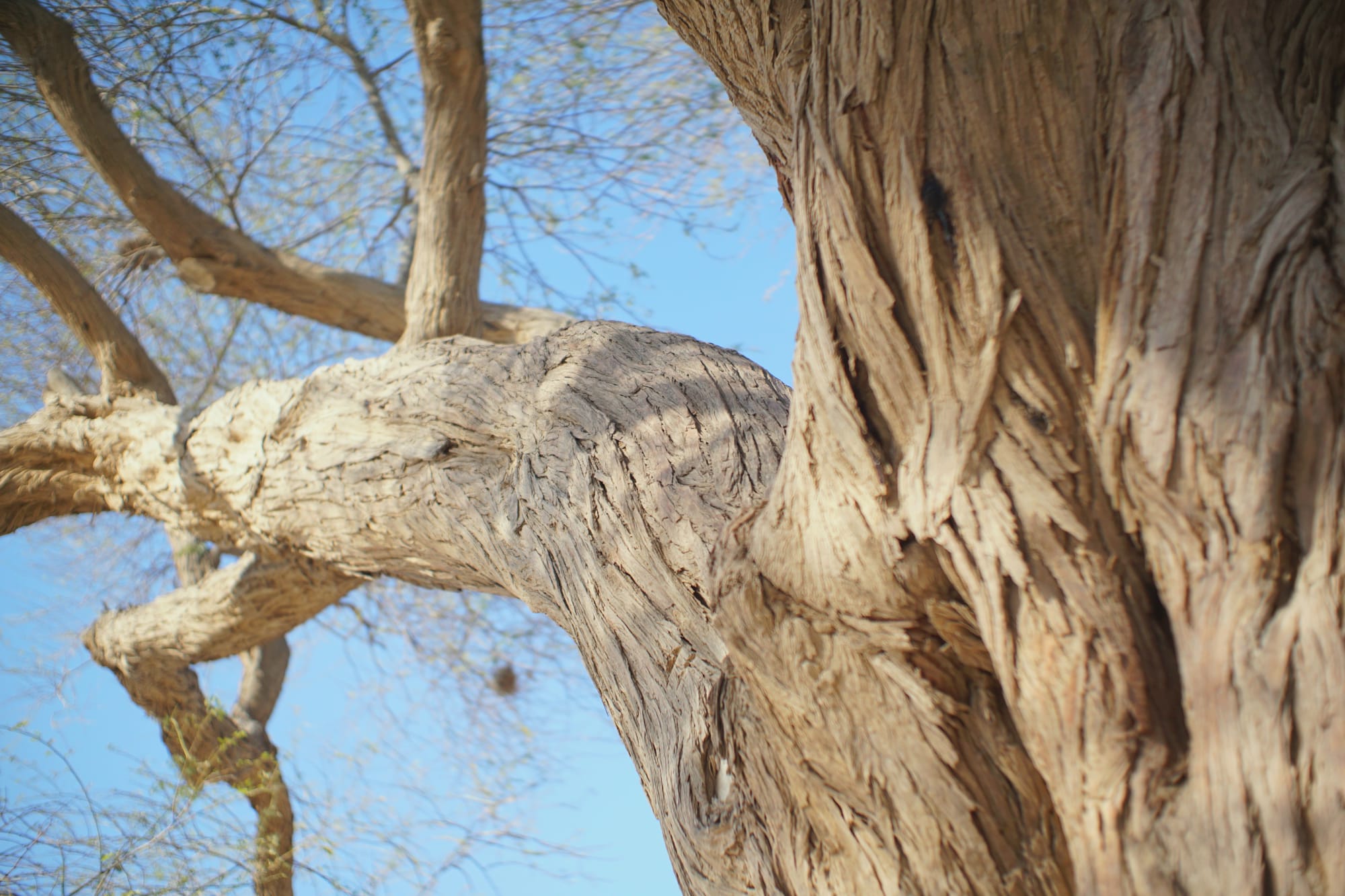 A branch extending upwards