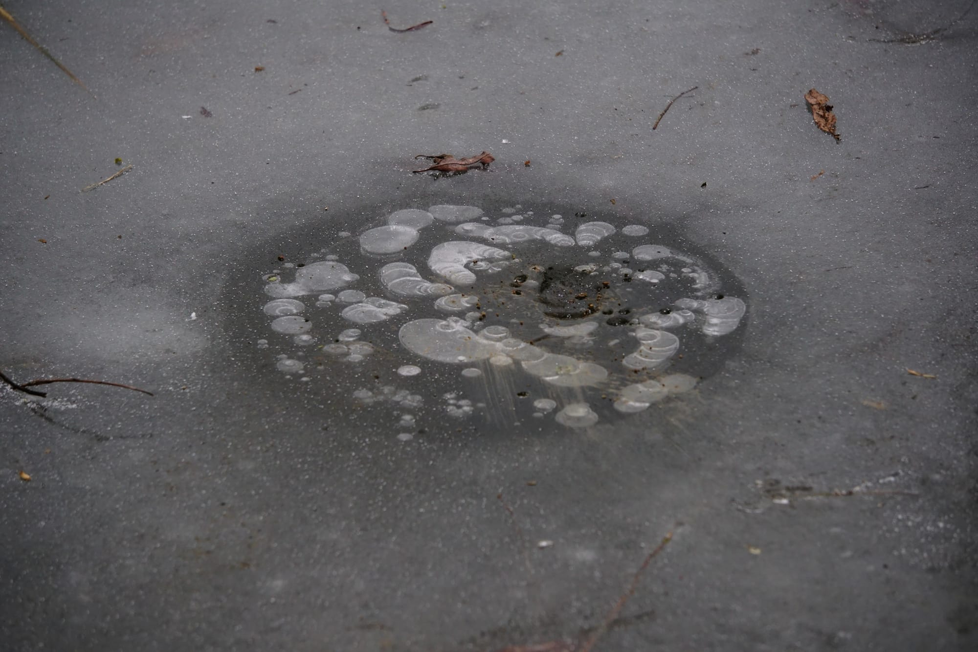 A circular pattern in the ice - a thin patch with air bubbles below, and various tree debris scattered around the surface