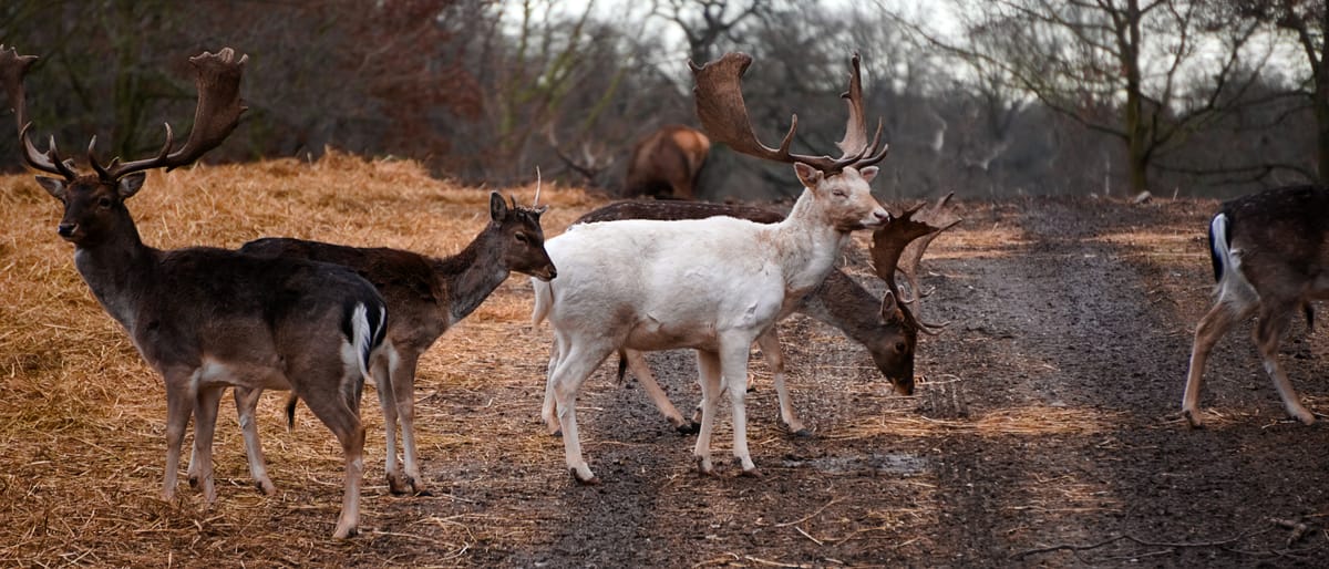 Some deer in Denmark